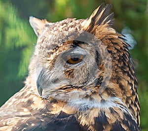 Cape Eagle Owl