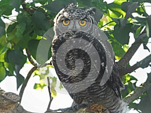 Cape Eagle Owl
