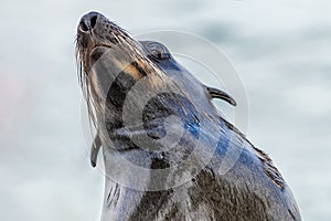 A close up view of a Cape Fur Seal on a boat in Walvis Bay, Namibia