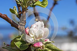 Close-up view of capturing the bloom of an apple tree on a sunny spring day
