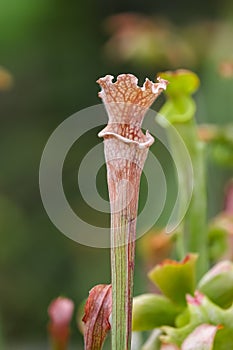 Close up view of carnivores pitcher plants