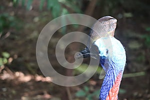 Close-up view of the cassowary\'s face