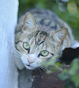 close-up view of a cat