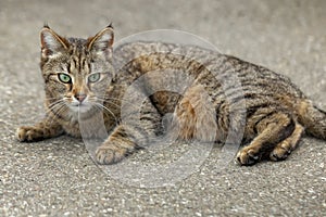 Close up view of a cat