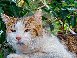Close up view of cat