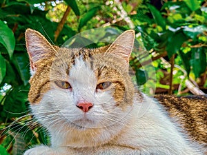 Close up view of cat