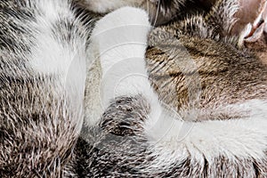 Close-up view of the cat curled up and sleeps, striped cat`s paw covers its nose, omens in the cold