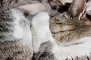 Close-up view of the cat curled up and sleeps, striped cat`s paw covers its nose, omens in the cold