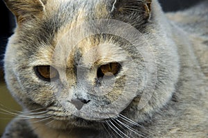 Close-up view of cat head
