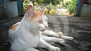 Close-up view of Cat lying outdoors under a tree