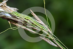 A close-up view of a caterpillar crawling on a ripe ear of meadow grass