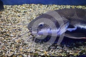 Close up view of catfish swimming in large public aquarium tank at oceanarium