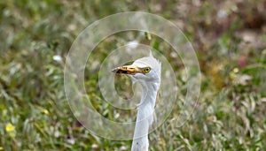 A close-up view of a Cattle Egret Bubulcus ibis bird standing in a field of lush green grass.