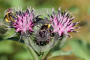 Close-up view of Caucasian black and yellow wasp Scolia hirta an