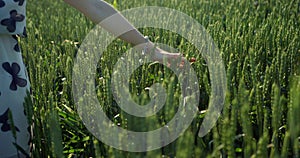 Close-up view of the caucasian female hand touching the green strikes of wheat while walking along the sunny field.