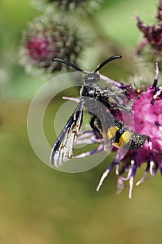 Close-up view of Caucasian moustached fluffy and black-yellow wa