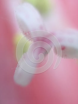 Close up view of the centar of flower photo