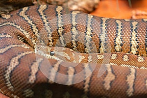 Close up view of a Centralian carpet python or Morelia bredli in Australia