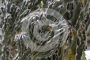 Cereus peruvianus cactus plant