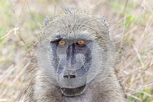 A close-up view of a Chacma Baboon, also known as Papio ursinus, in South Africa