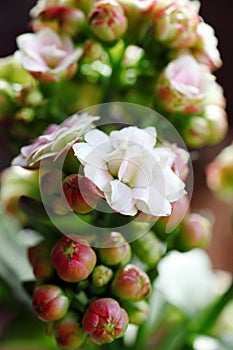 Close up view of charming Kalanchoe flowers and buds.