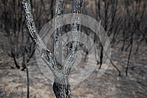 Close-up view of a charred tree trunk