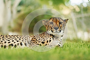 Close up view of cheetah that is lying down on the green grass outdoors