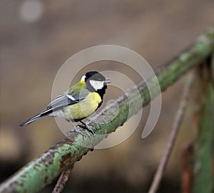 Close up view of chickadee