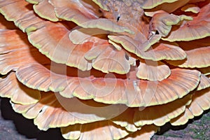 Close up view of Chicken of the Woods mushroom