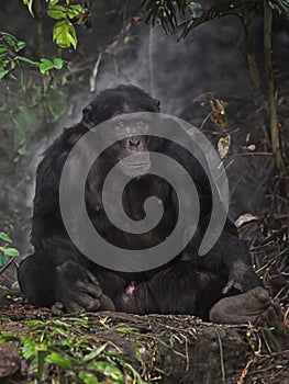 Close up view of Chimpanzee