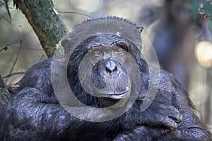 Close up view of Chimpanzee