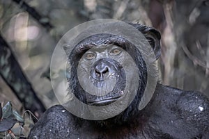 Close up view of Chimpanzee