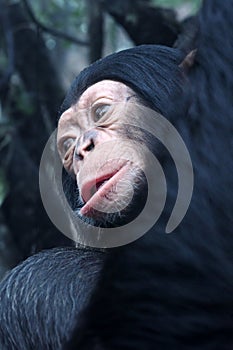 Close up view of Chimpanzee