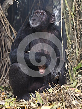 Close up view of Chimpanzee