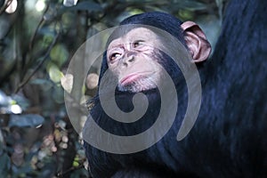 Close up view of Chimpanzee