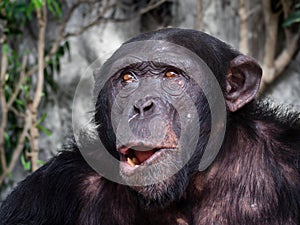 Close up view of Chimpanzee