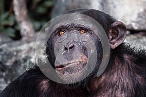 Close up view of Chimpanzee