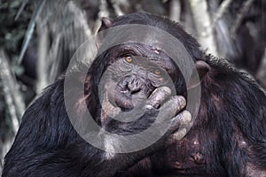 Close up view of Chimpanzee