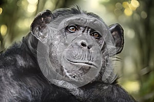 close up view of Chimpanzee