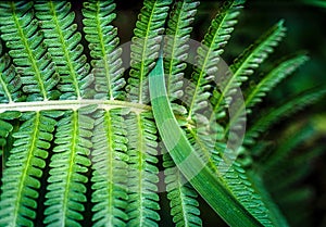 Close-up view of a Cibotium menziesii plant leaves creates a beautiful green pattern