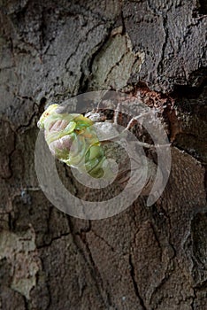 Close up view of a cicada hatching out