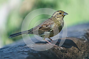 Close-up view of a cirl bunting Emberiza cirlus with out of focus background