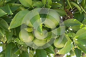 Close up view of a citrus tree. Green limes or lemons with the leaves of a citrus plant