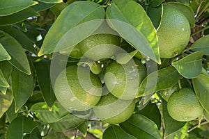 Close up view of a citrus tree. Green limes or lemons with the leaves of a citrus plant