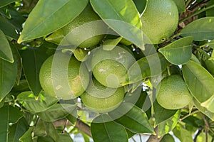 Close up view of a citrus tree. Green limes or lemons with the leaves of a citrus plant