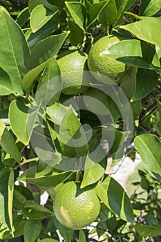 Close up view of a citrus tree. Green limes or lemons with the leaves of a citrus plant