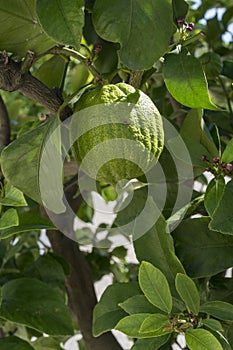 Close up view of a citrus tree. Green limes or lemons with the leaves of a citrus plant