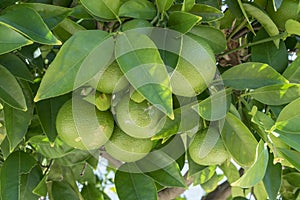 Close up view of a citrus tree. Green limes or lemons with the leaves of a citrus plant