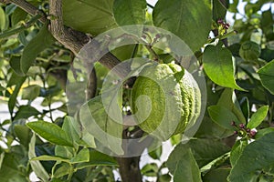 Close up view of a citrus tree. Green limes or lemons with the leaves of a citrus plant