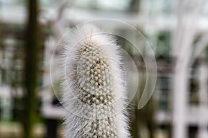 Close up view of Cleistocactus Strausii, commonly known as the silver torch. photo